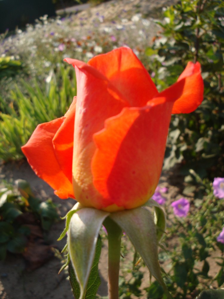 DSC01409.JPG