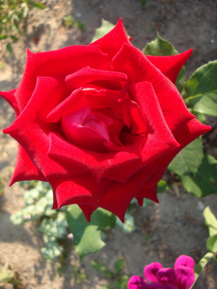 DSC01413.JPG