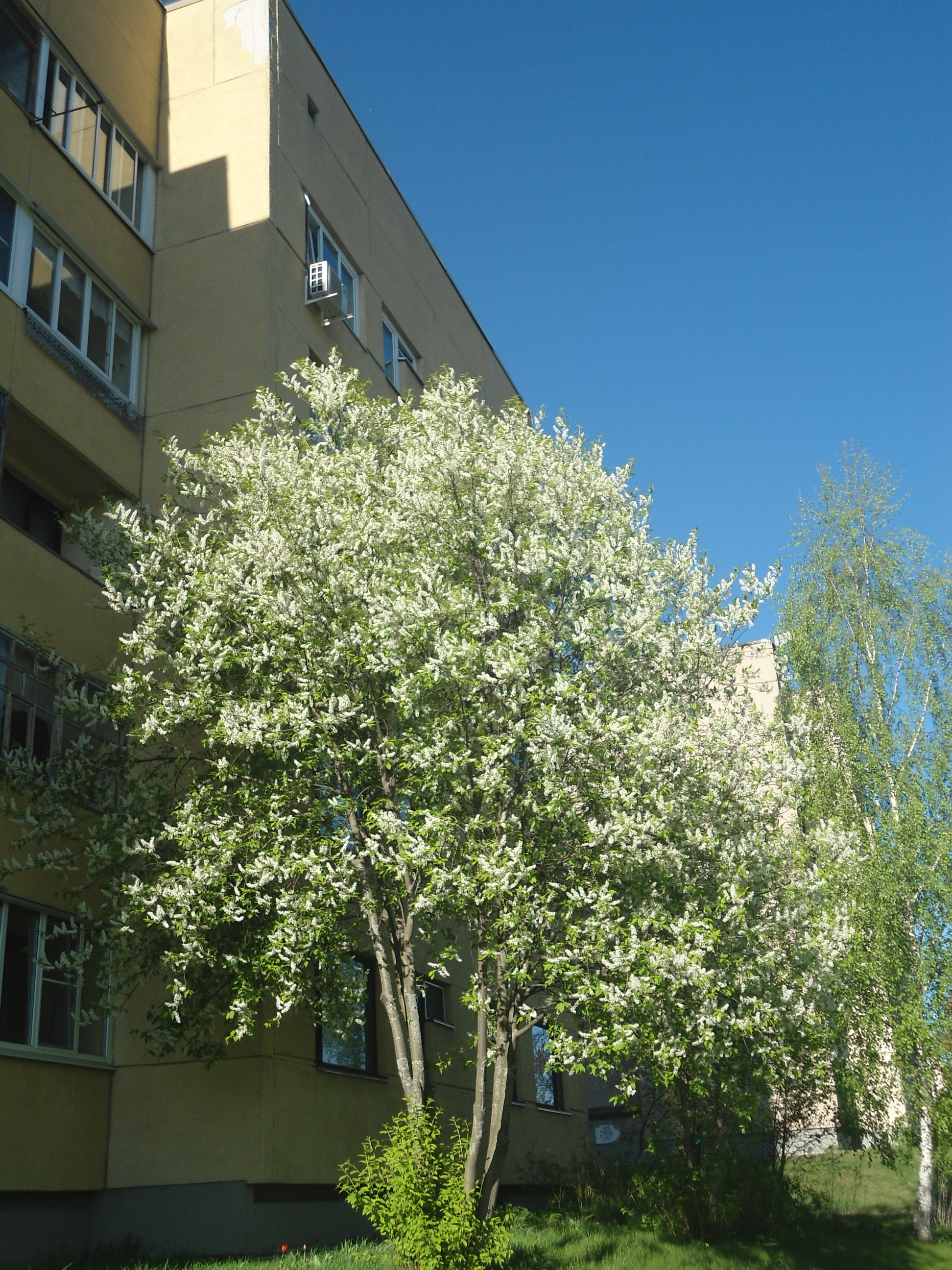 DSC02250.JPG