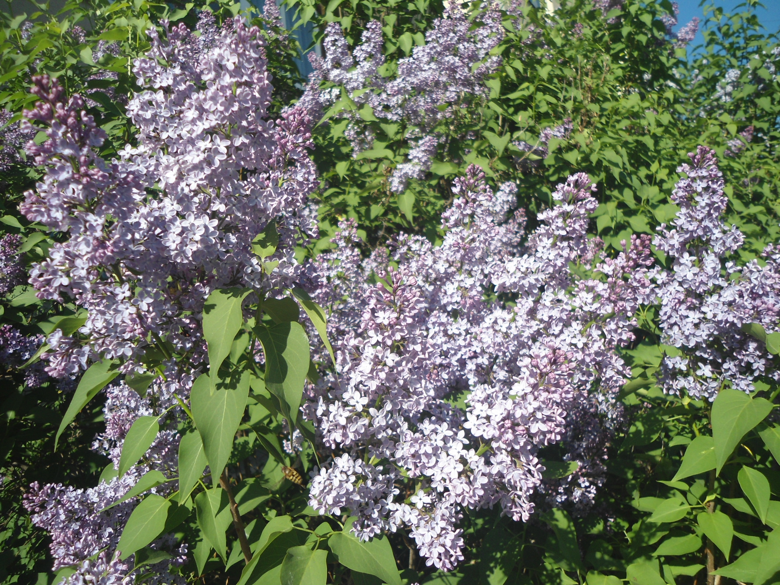 DSC02516.JPG