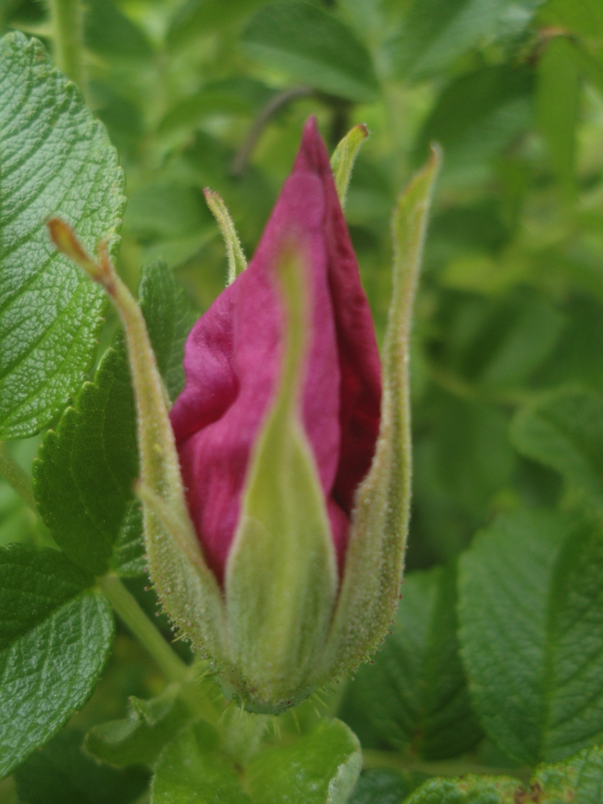 DSC09142.JPG