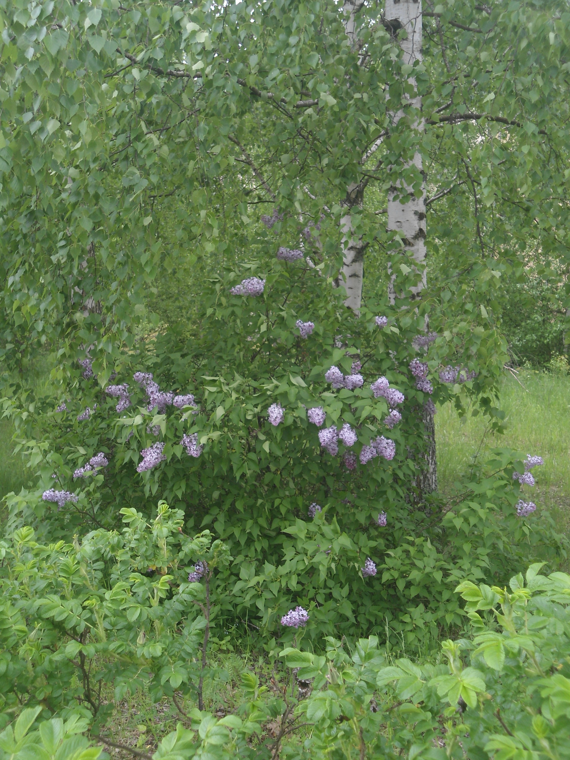 DSC09152.JPG