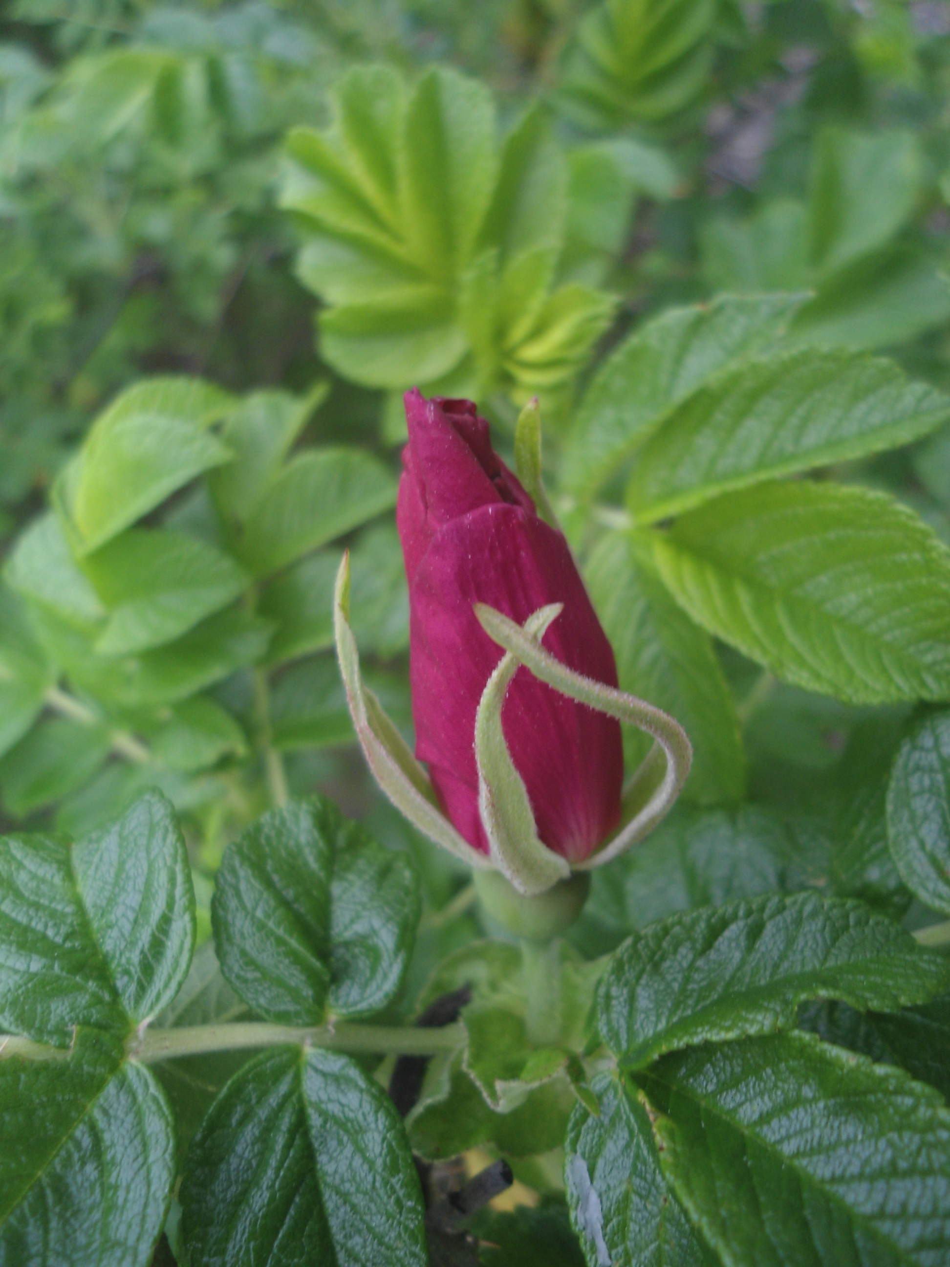 DSC09154.JPG