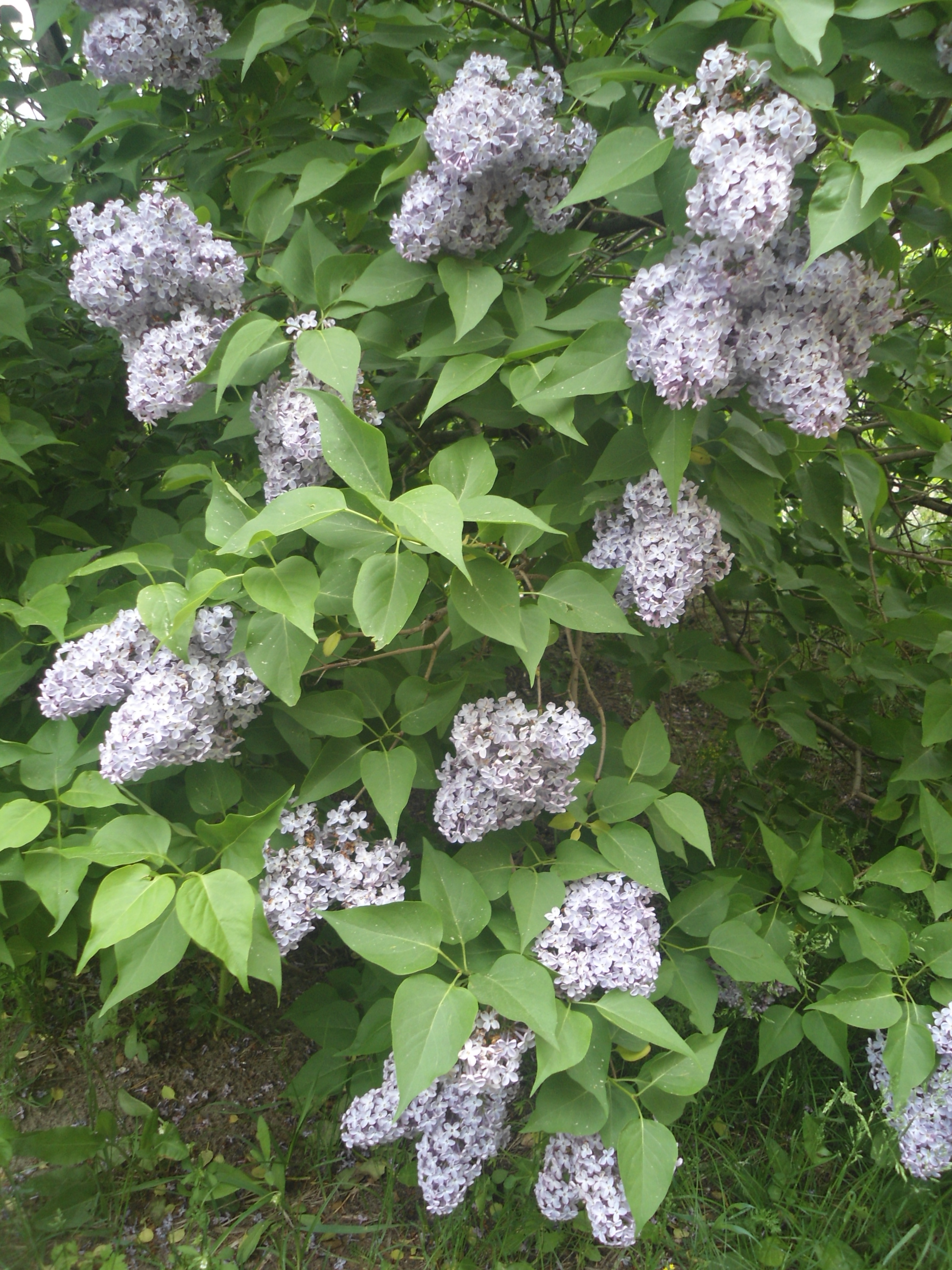 DSC09161.JPG