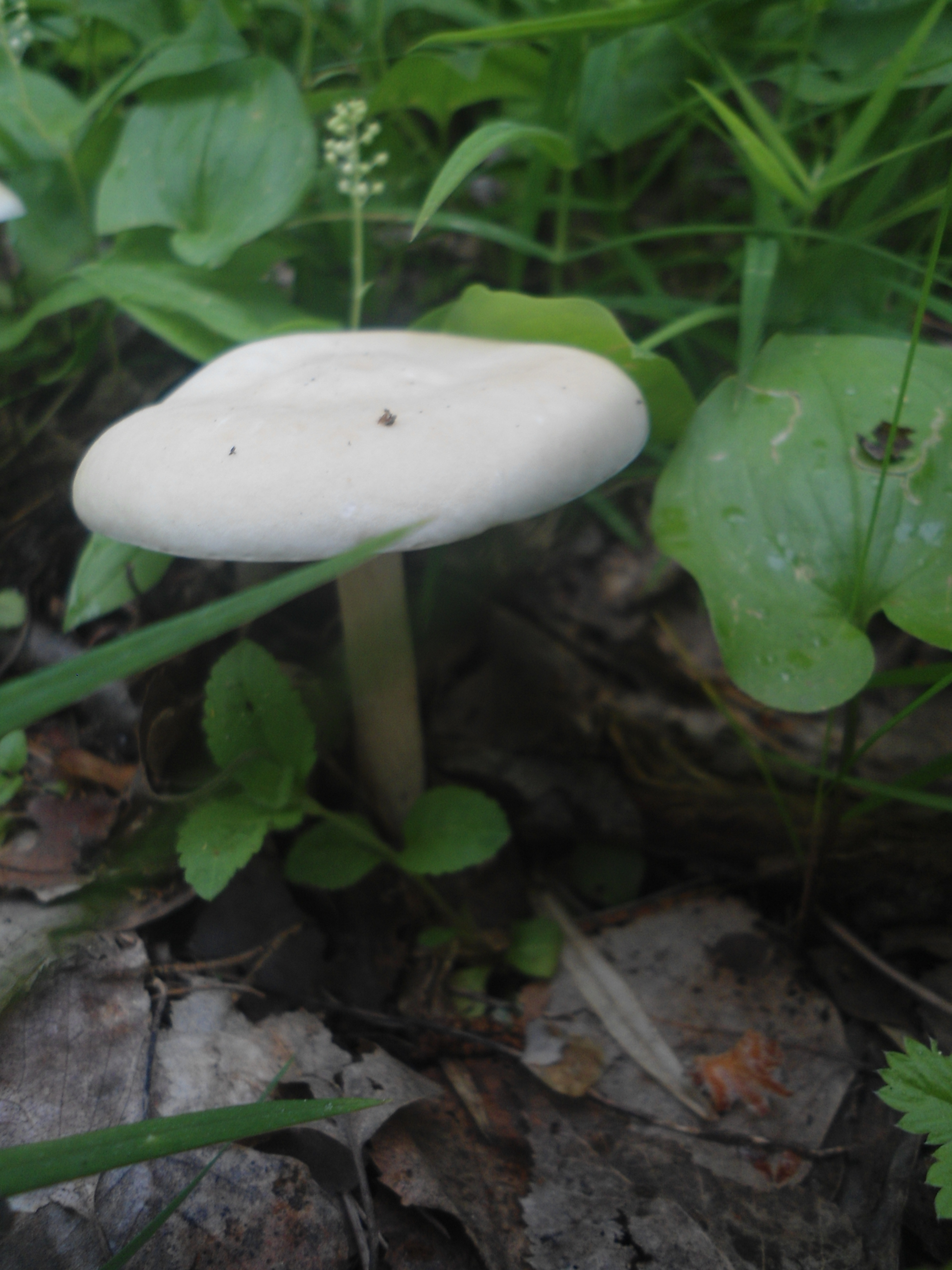 DSC09167.JPG