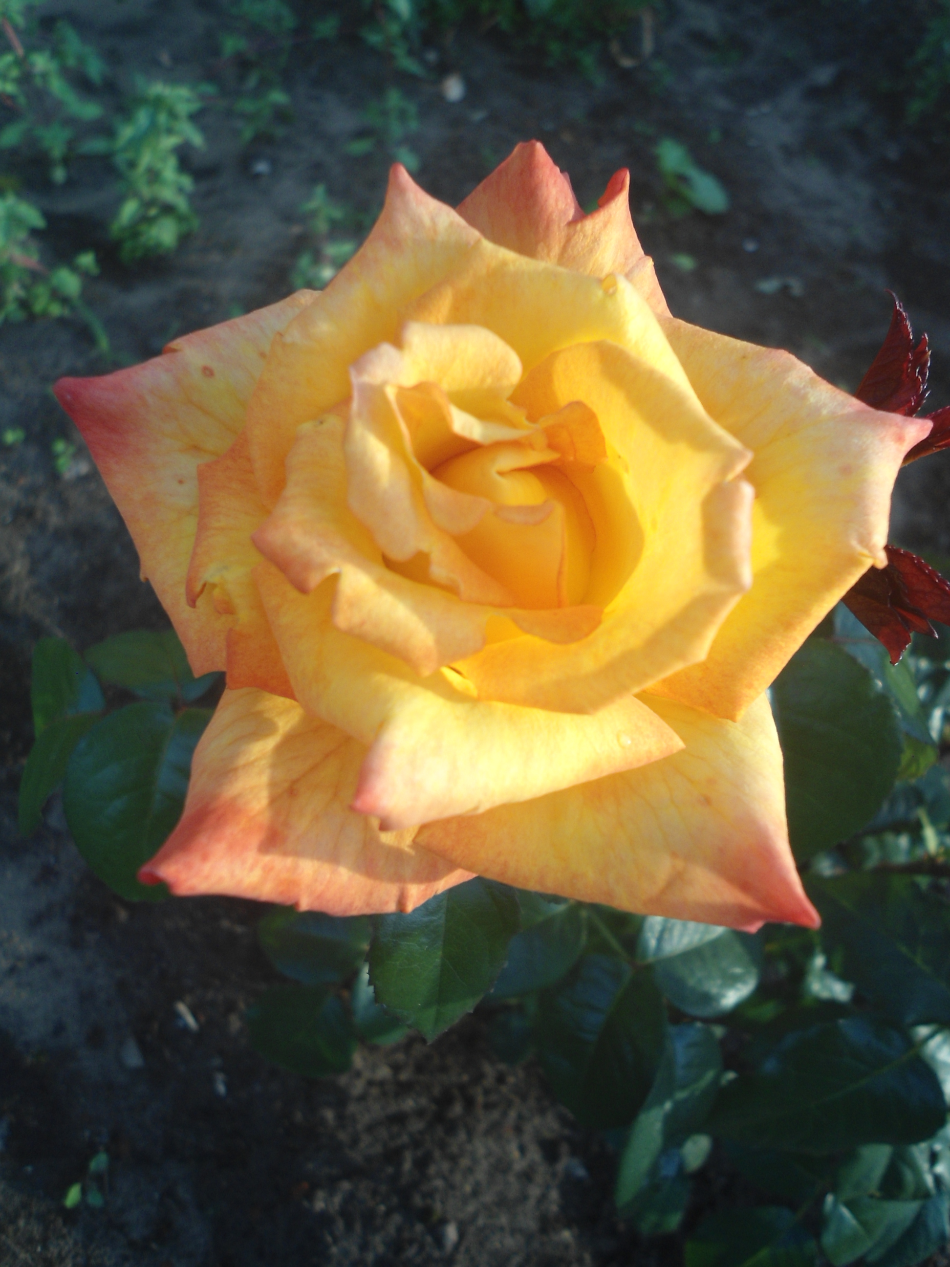 DSC09244.JPG