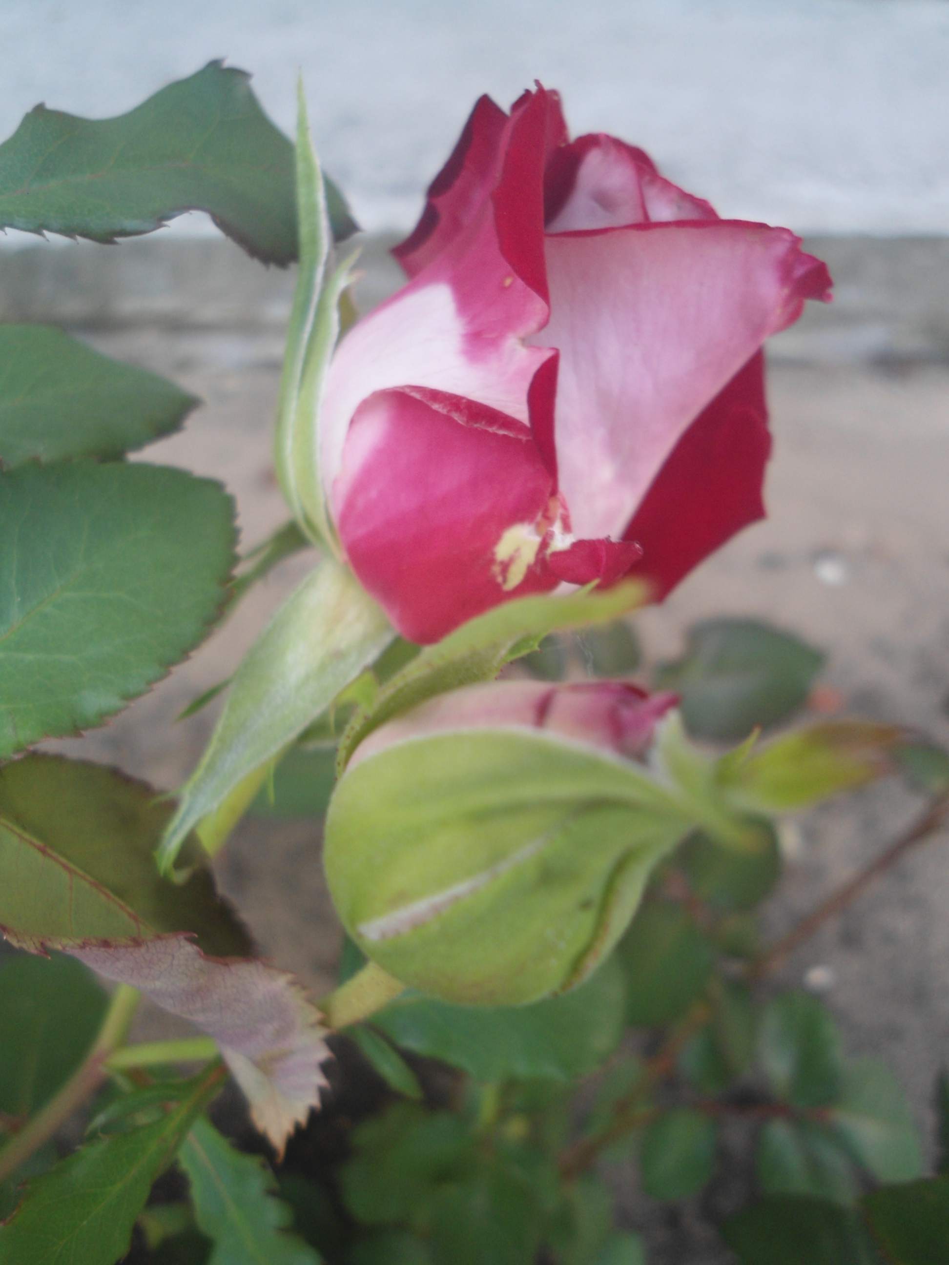 DSC09253.JPG