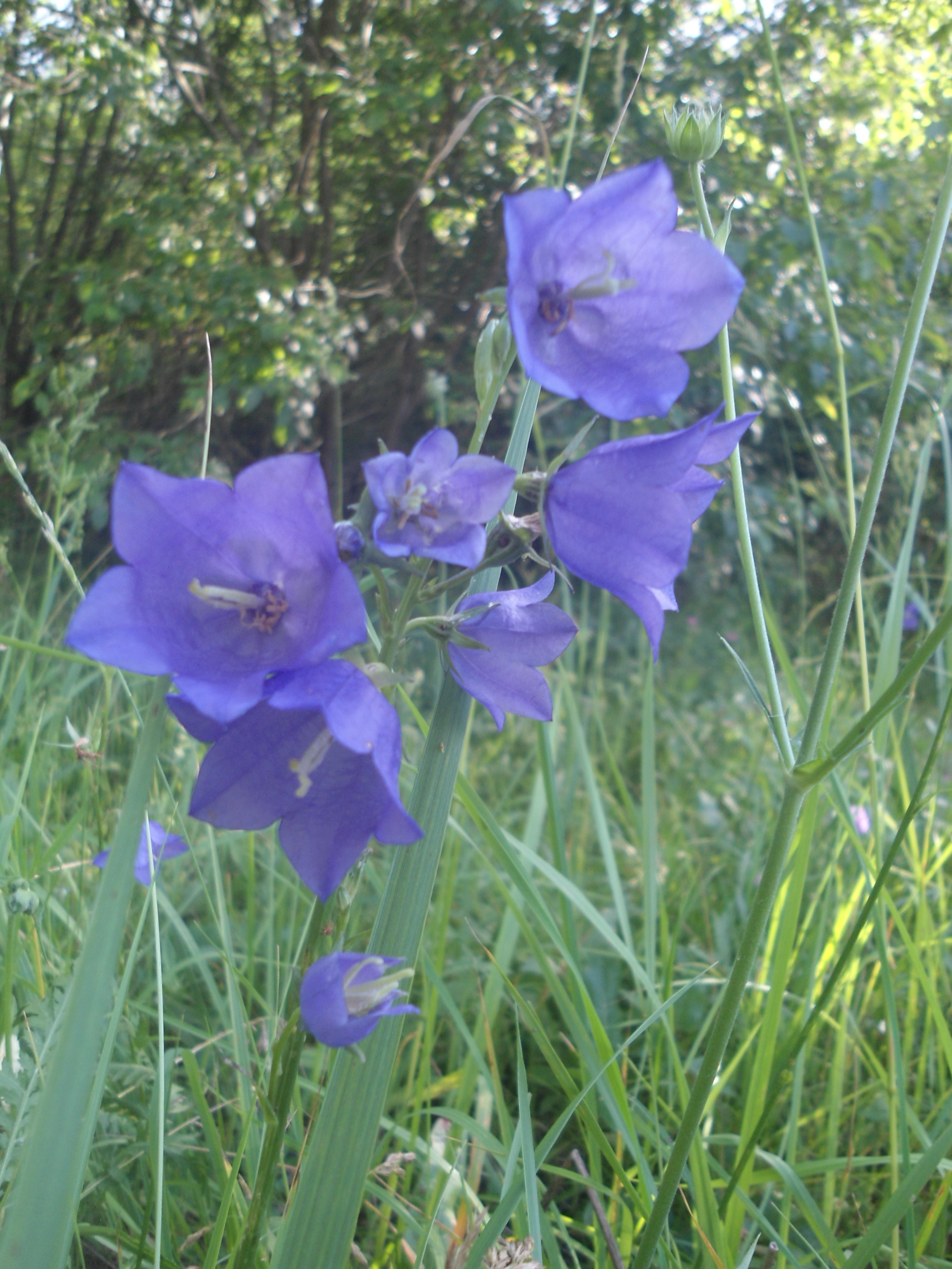 DSC09432.JPG