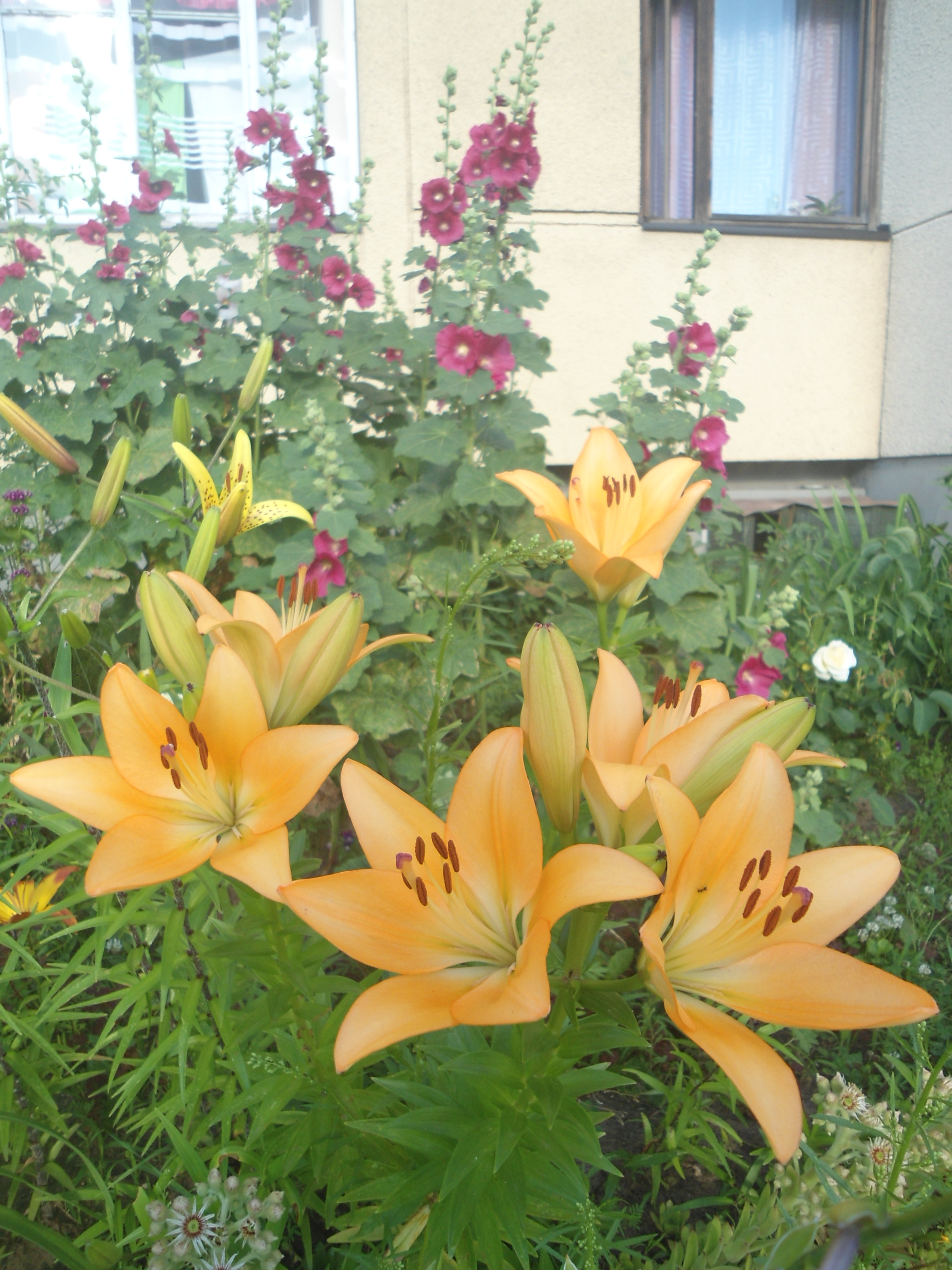 DSC09469.JPG