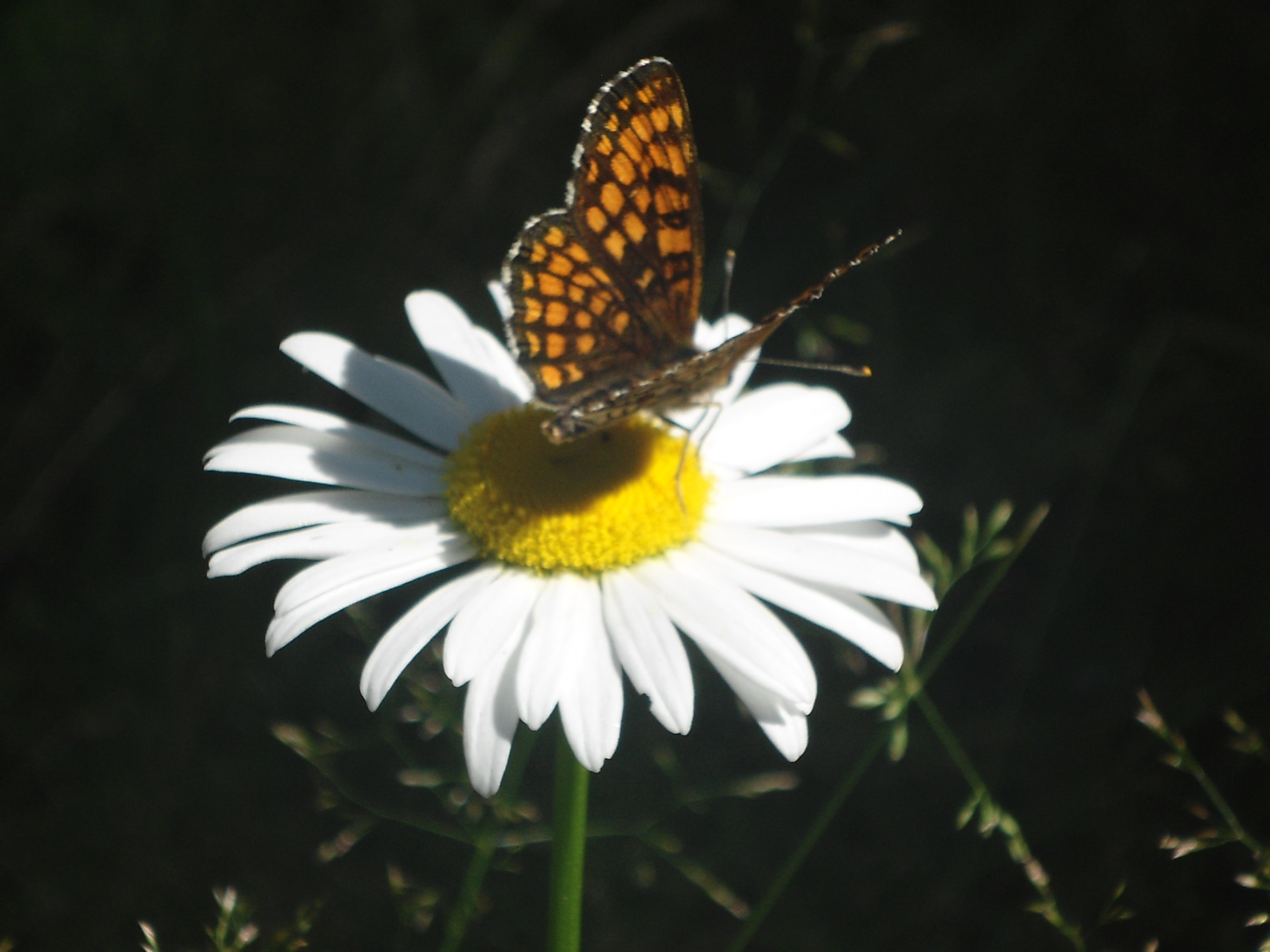 DSC09542.JPG