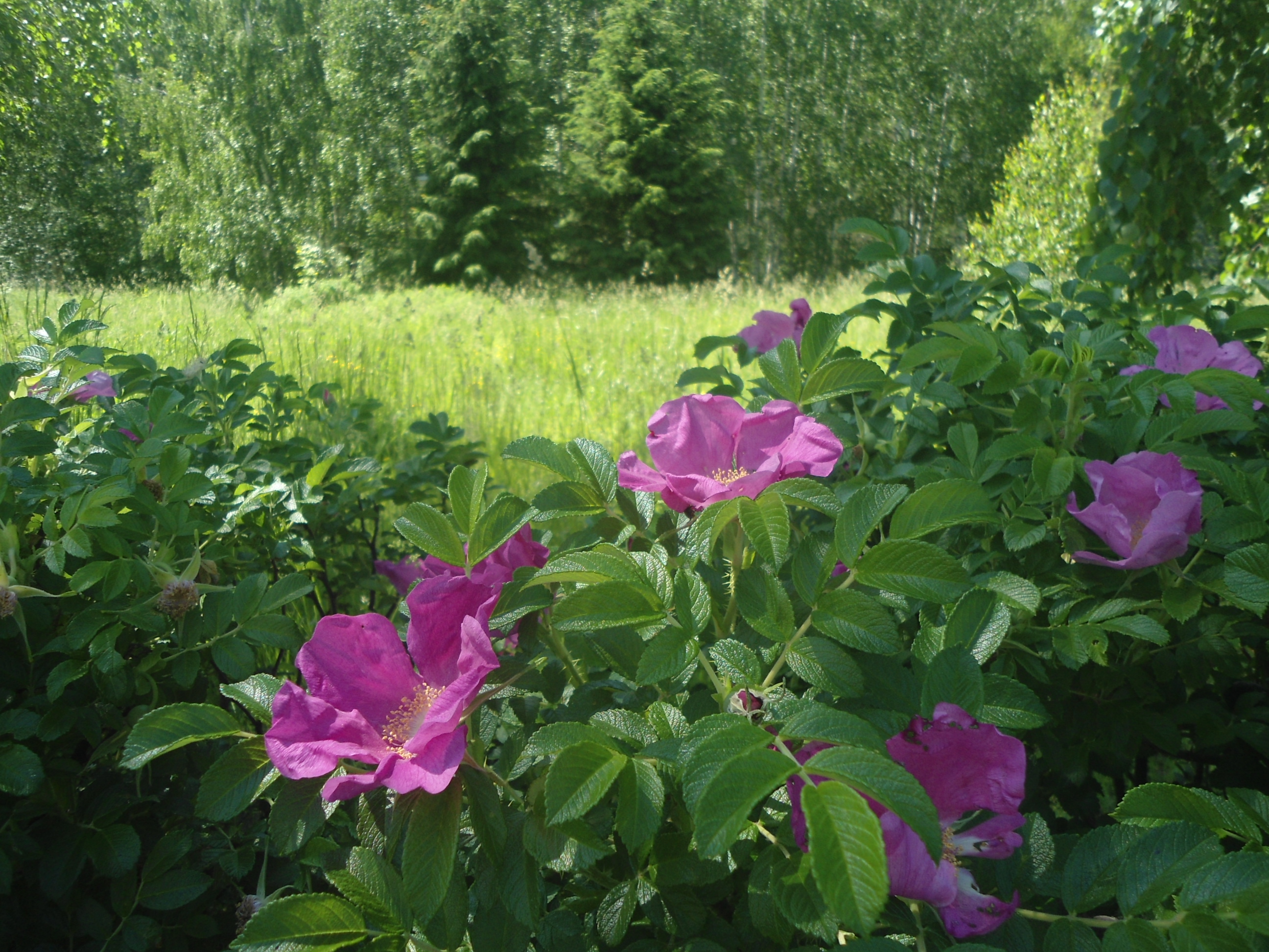 DSC09570.JPG