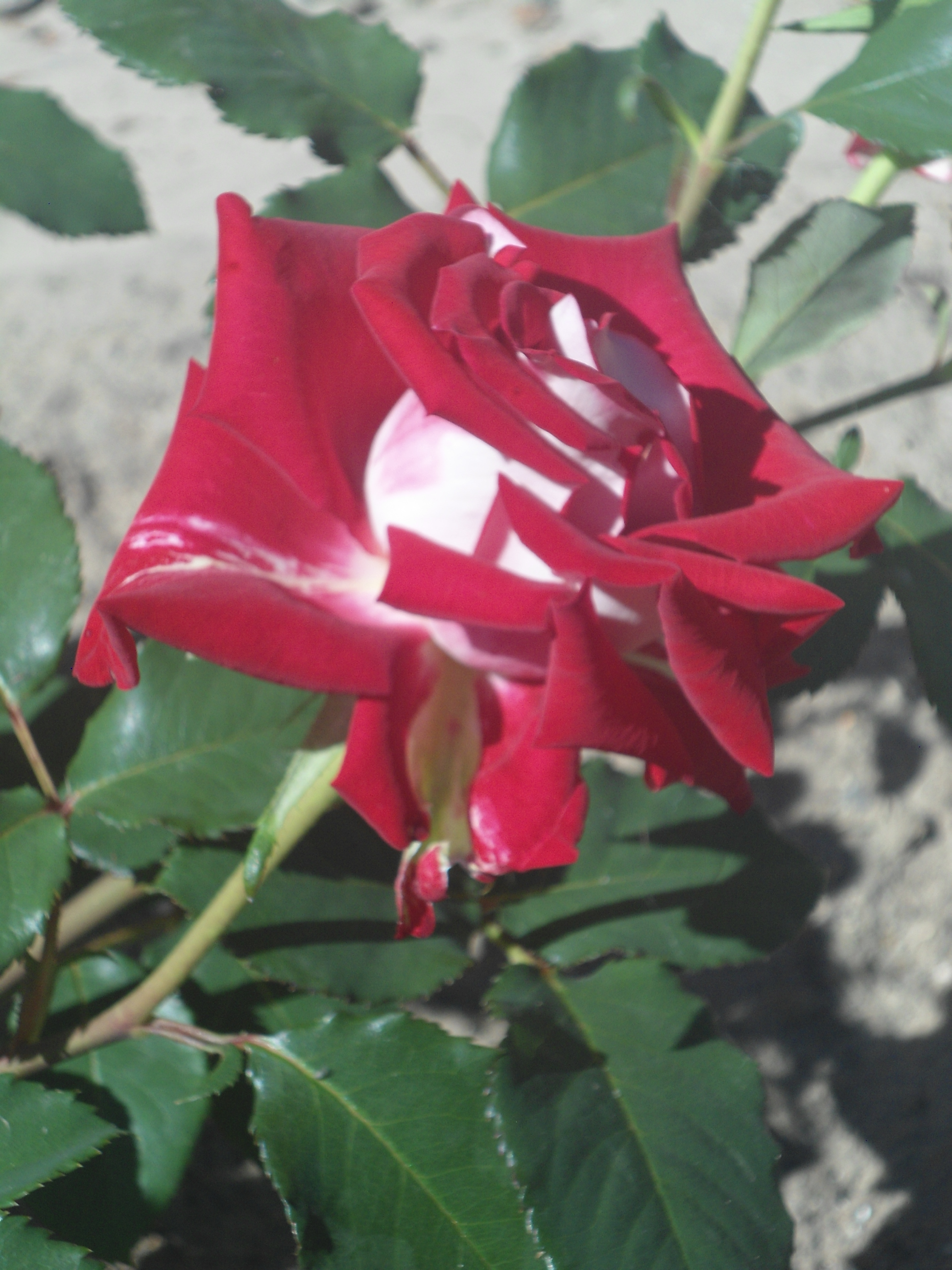 DSC09575.JPG