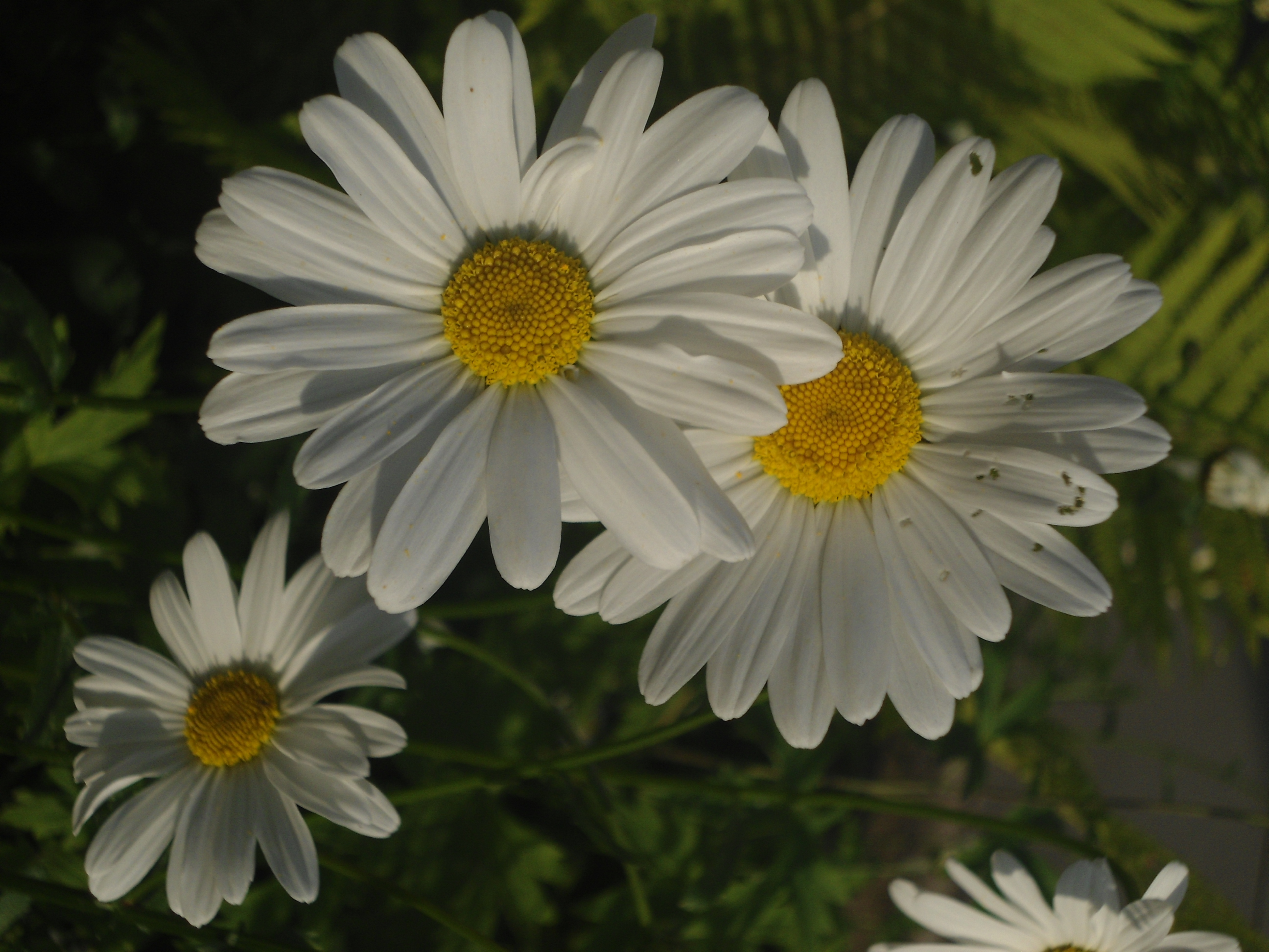 DSC09579.JPG