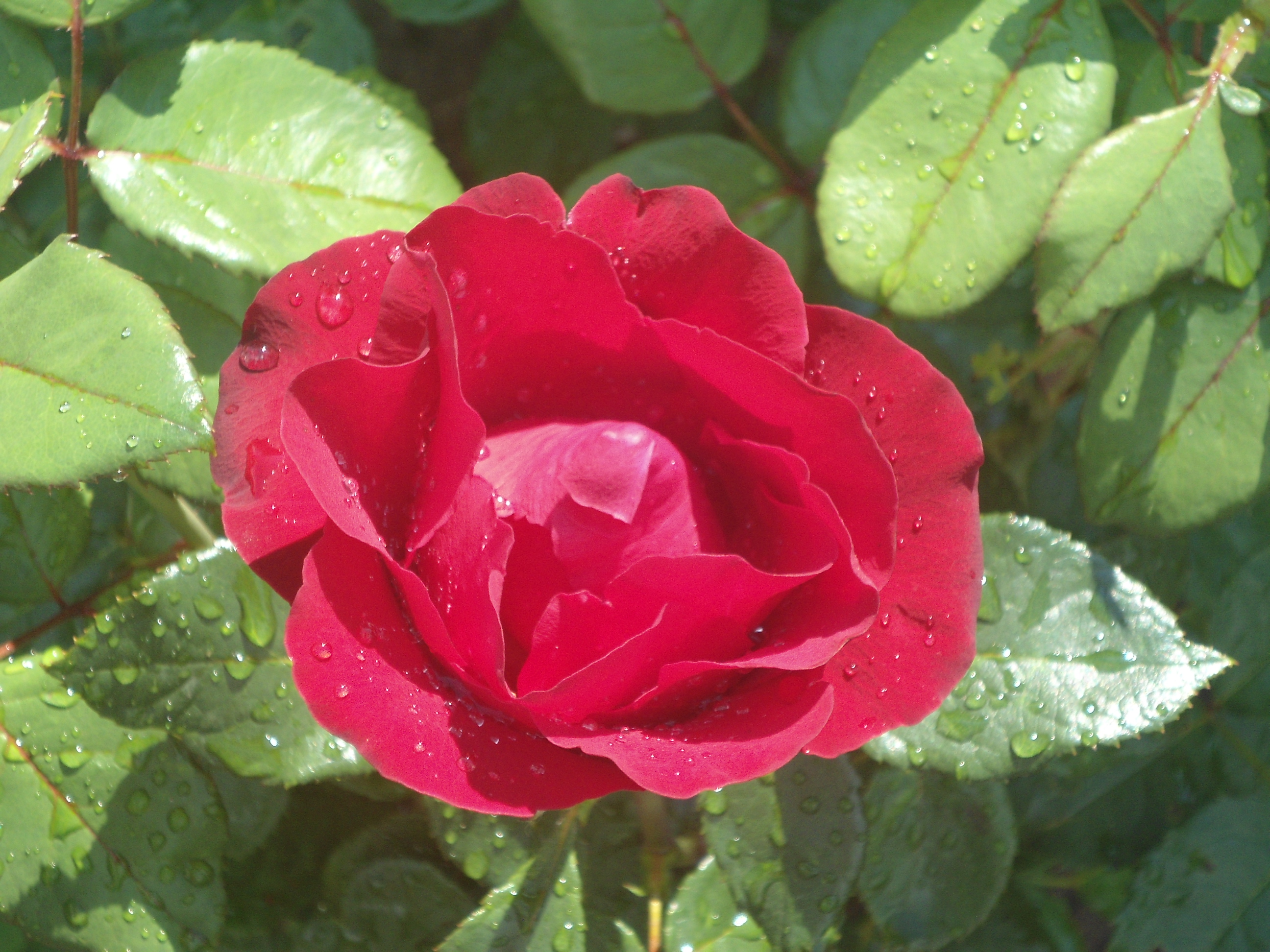 DSC09595.JPG