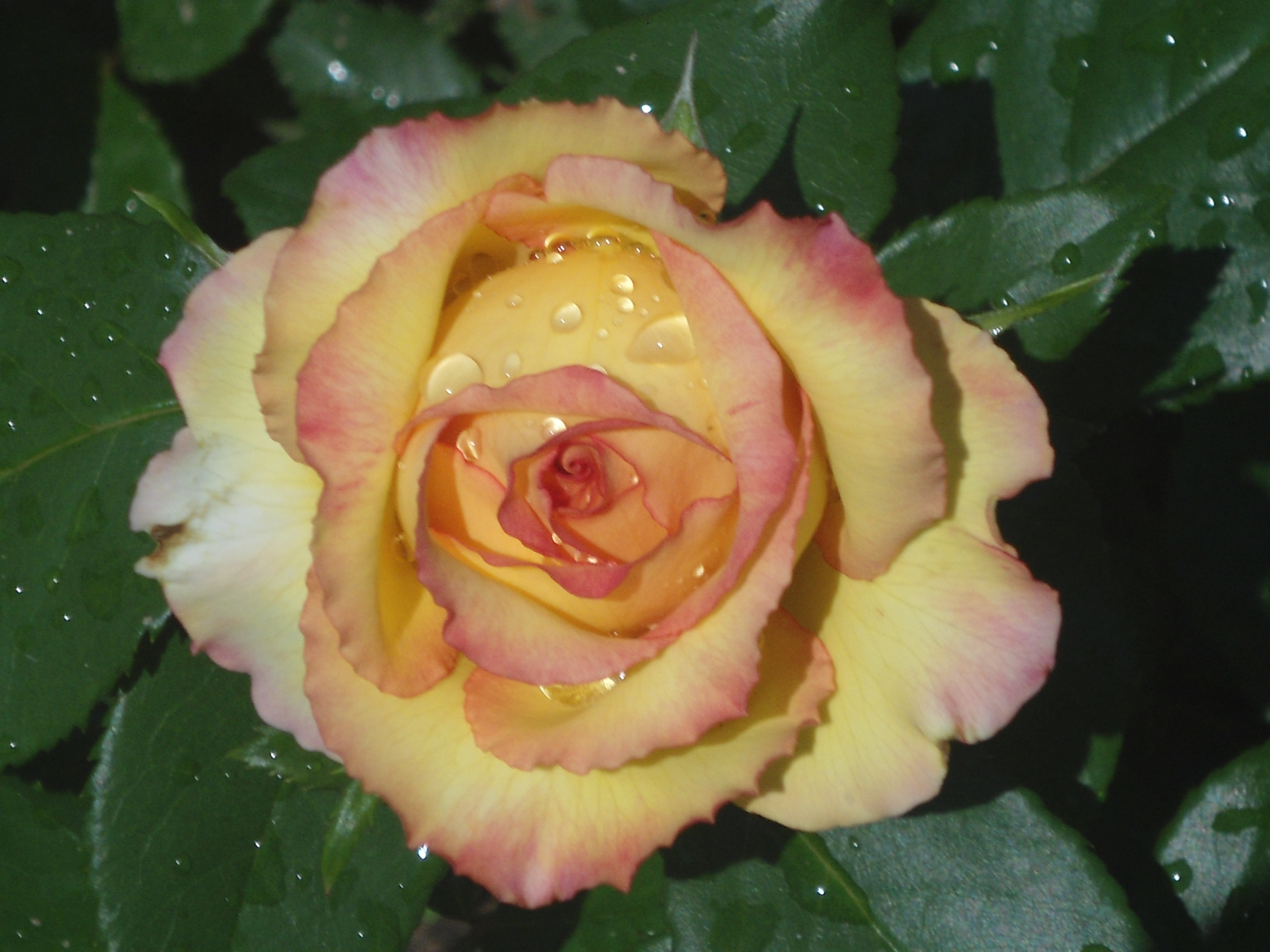 DSC09608.JPG