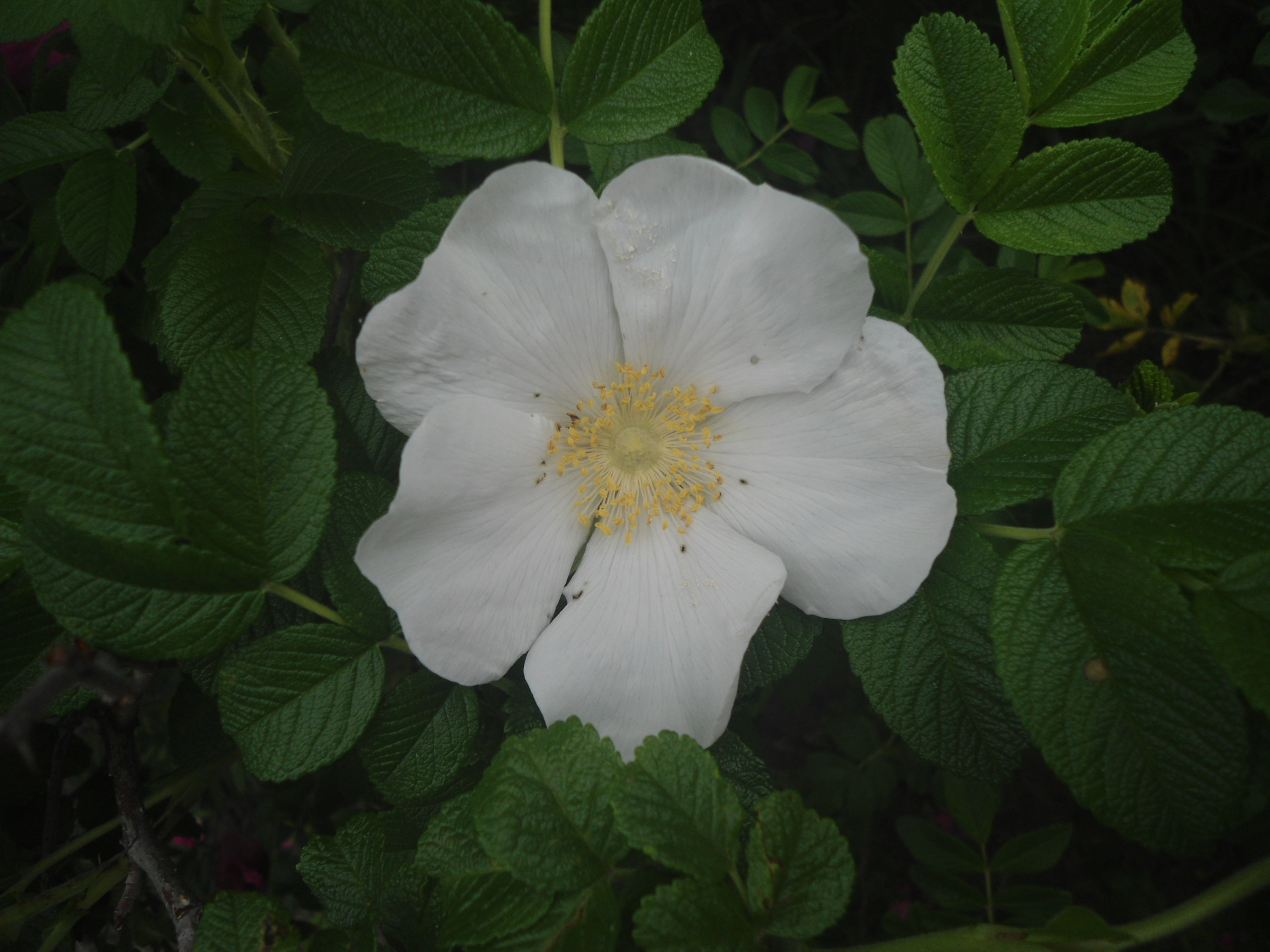 DSC09660.JPG