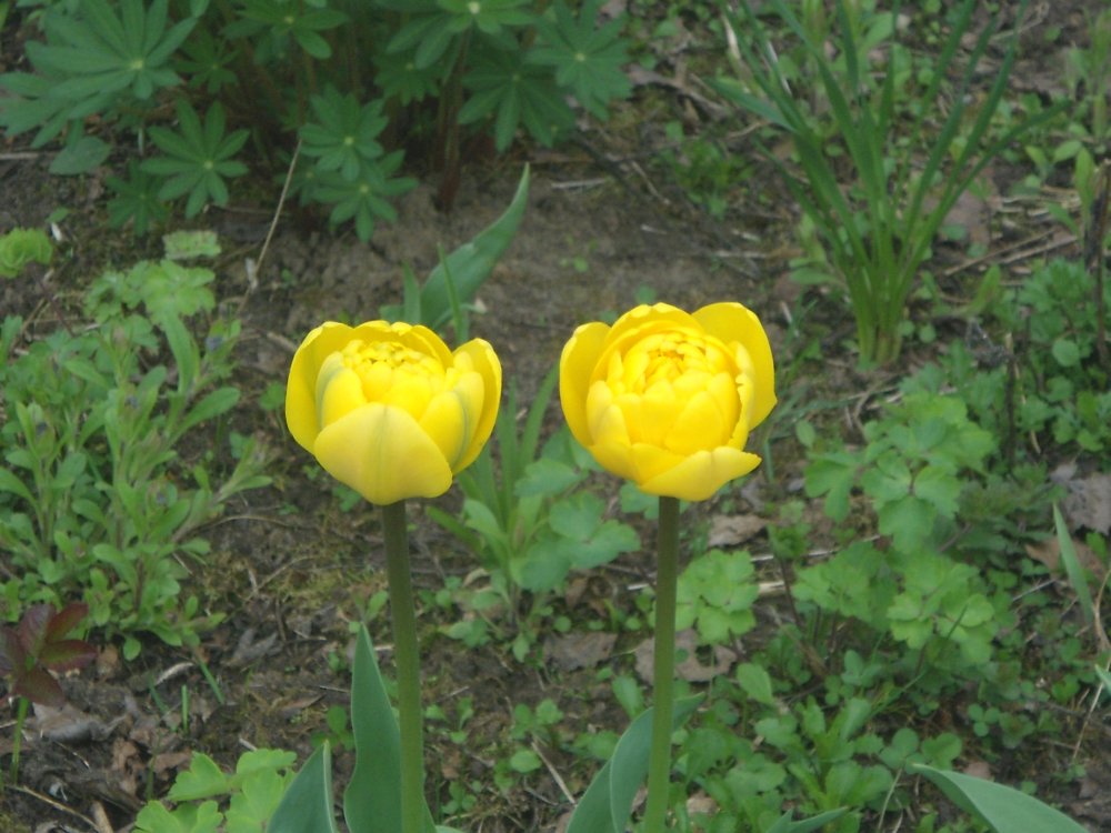DSC09724.JPG