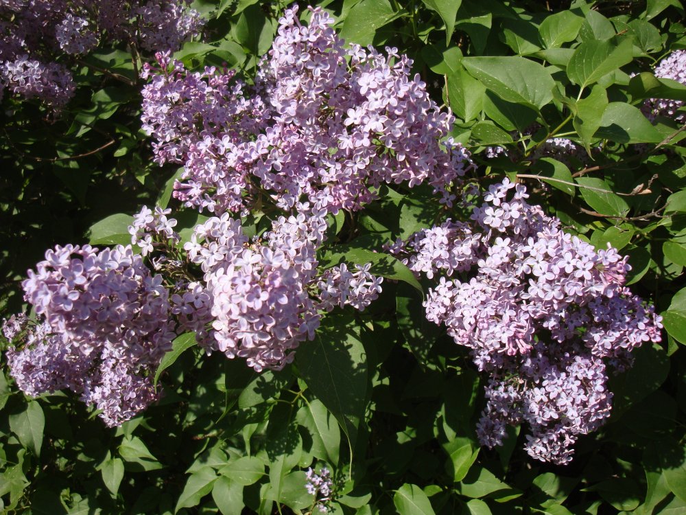 DSC09726.JPG
