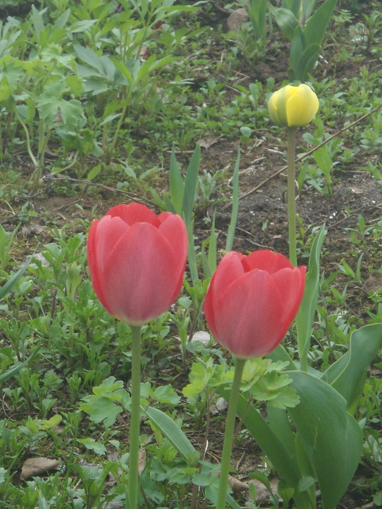 DSC09728.JPG