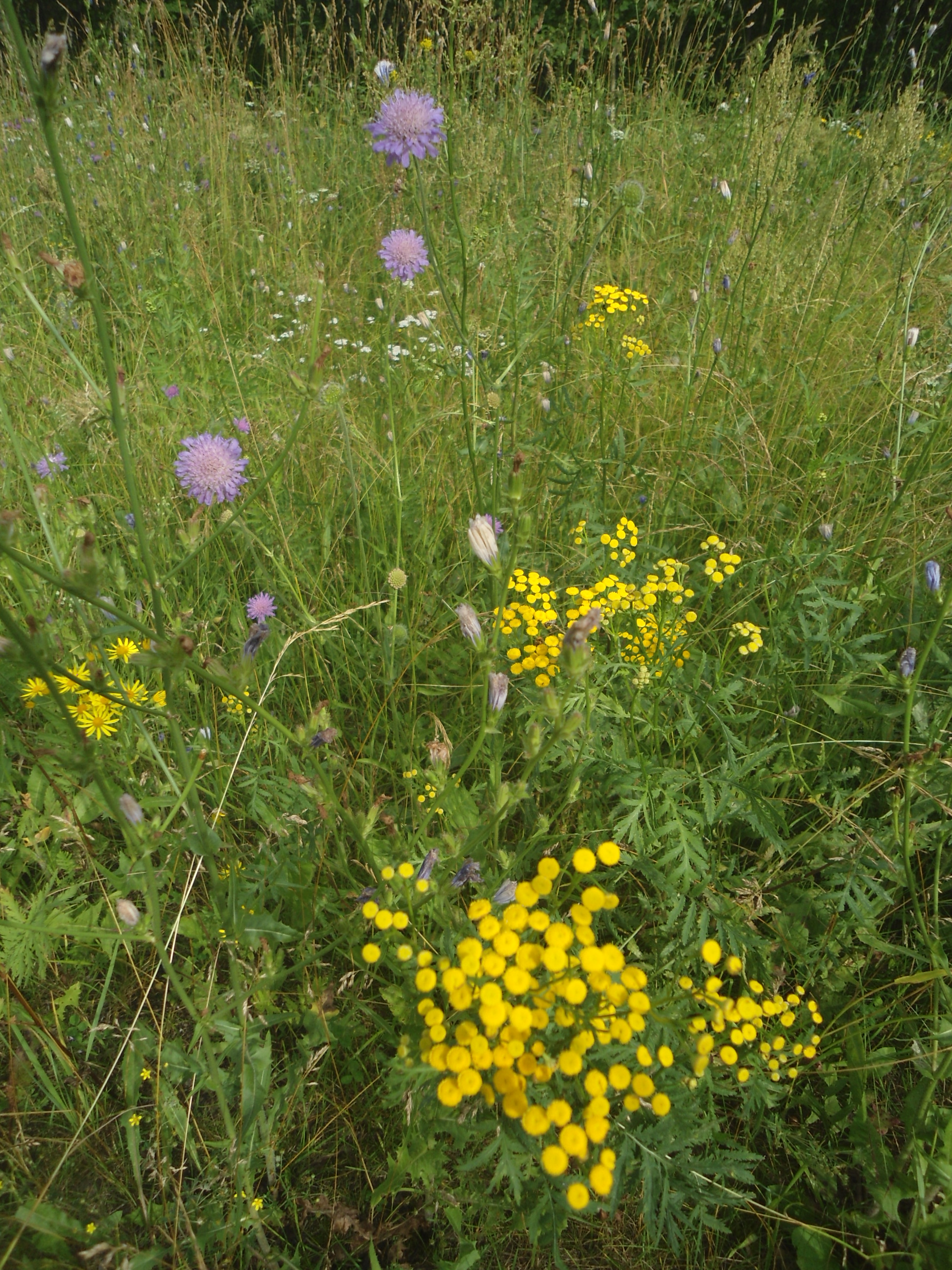 DSC09755.JPG