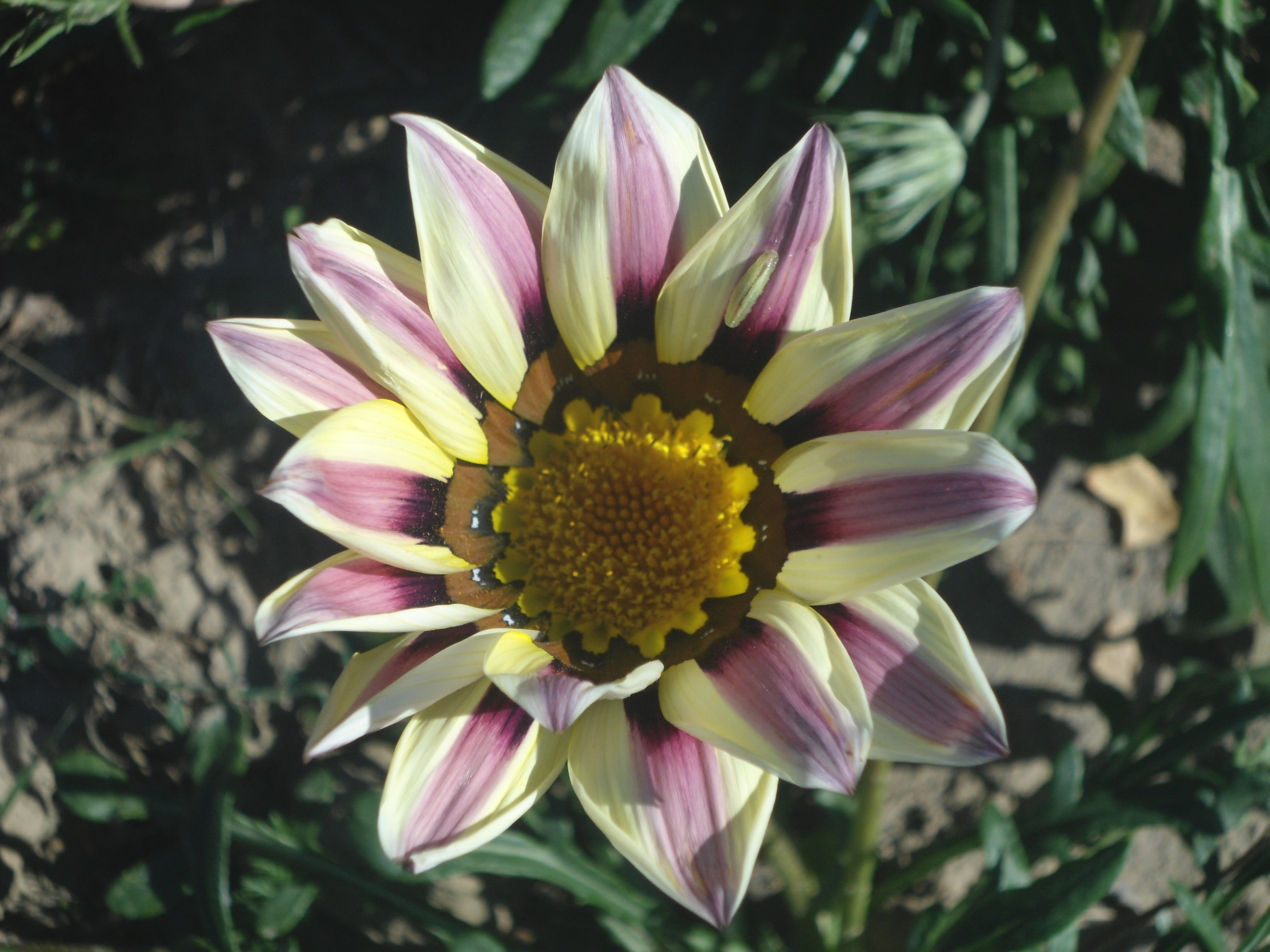 DSC09842.JPG