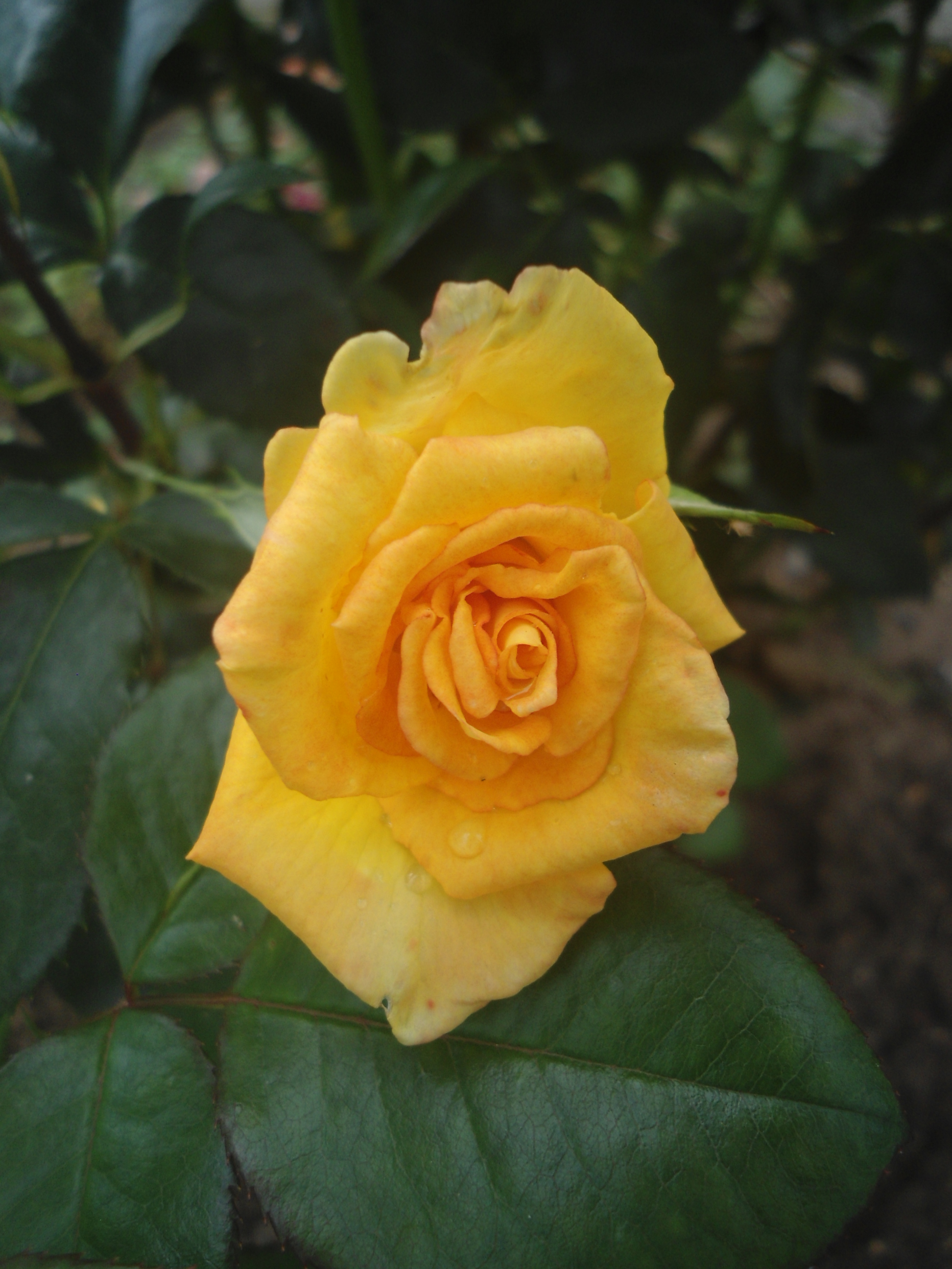 DSC09859.JPG