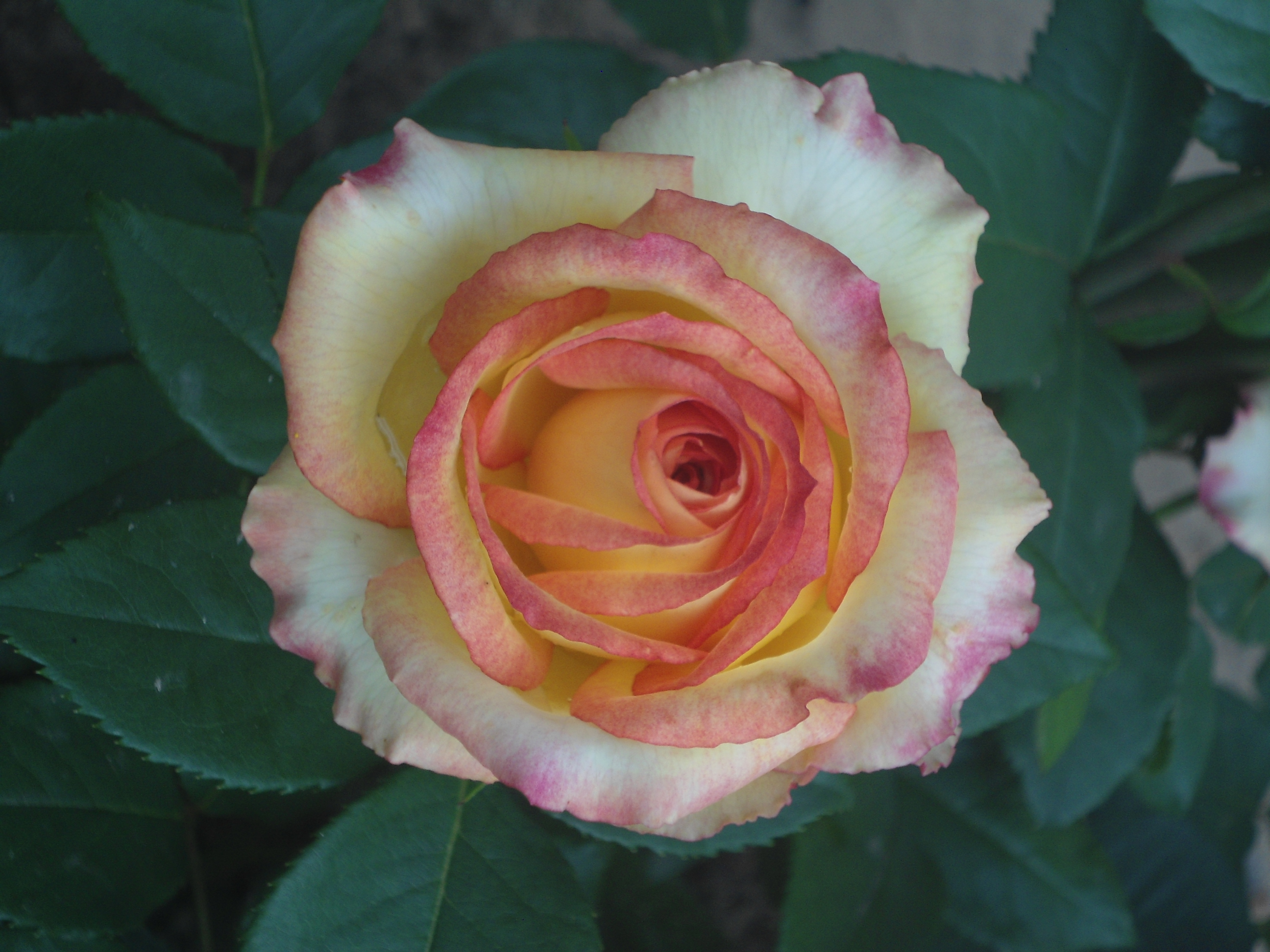 DSC09873.JPG