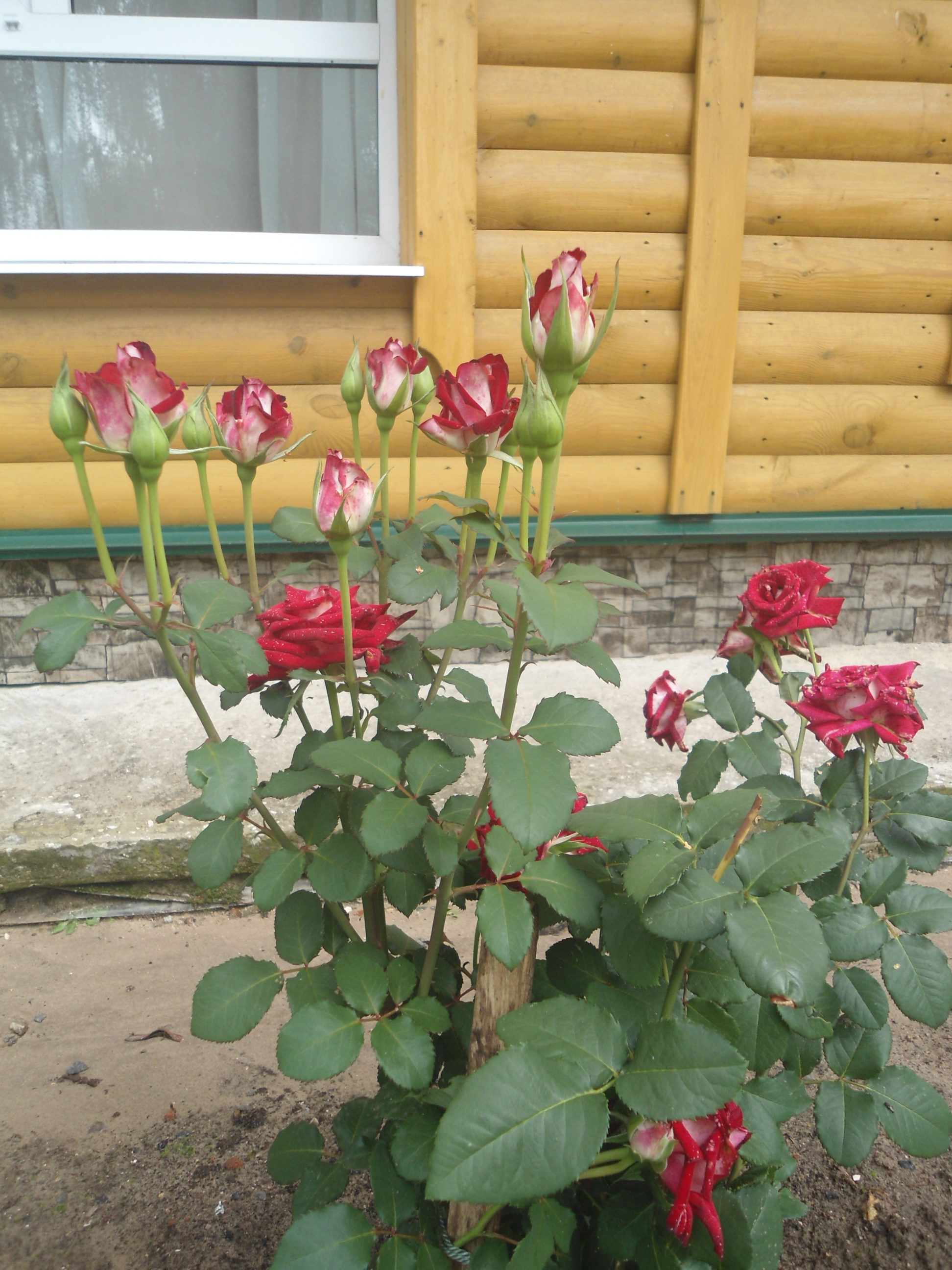 DSC09875.JPG