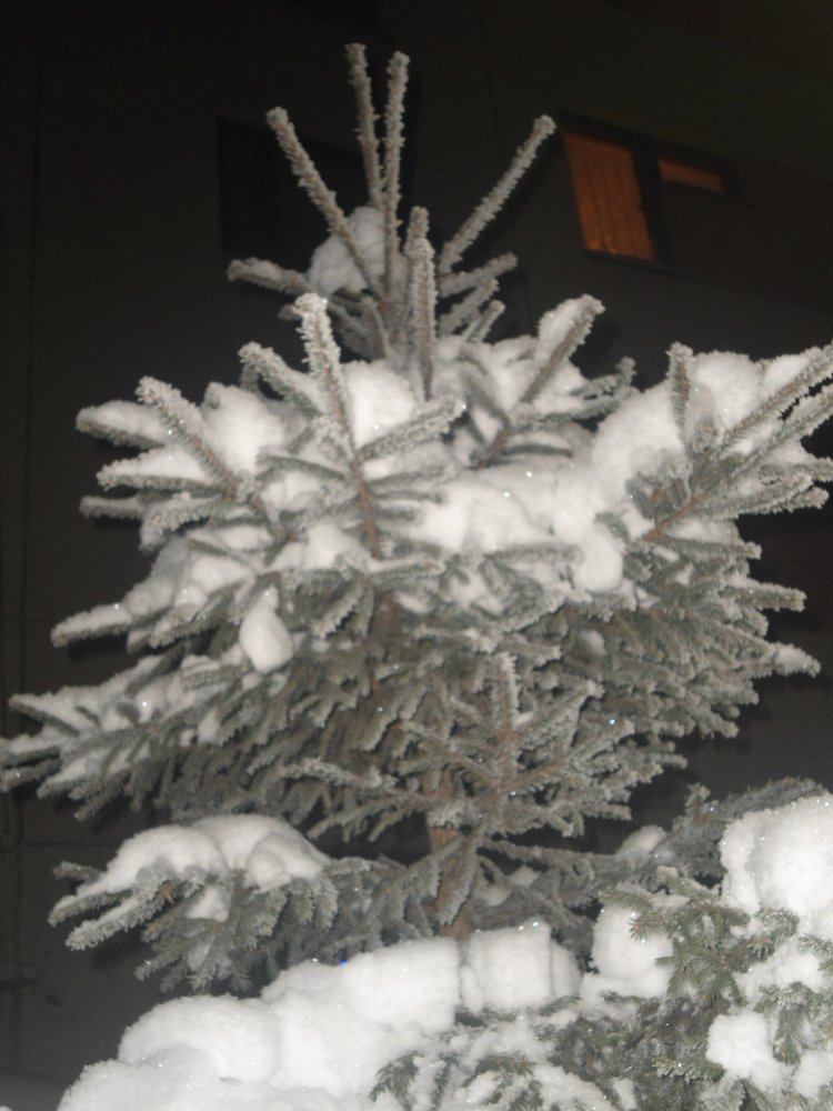 DSC09929.JPG