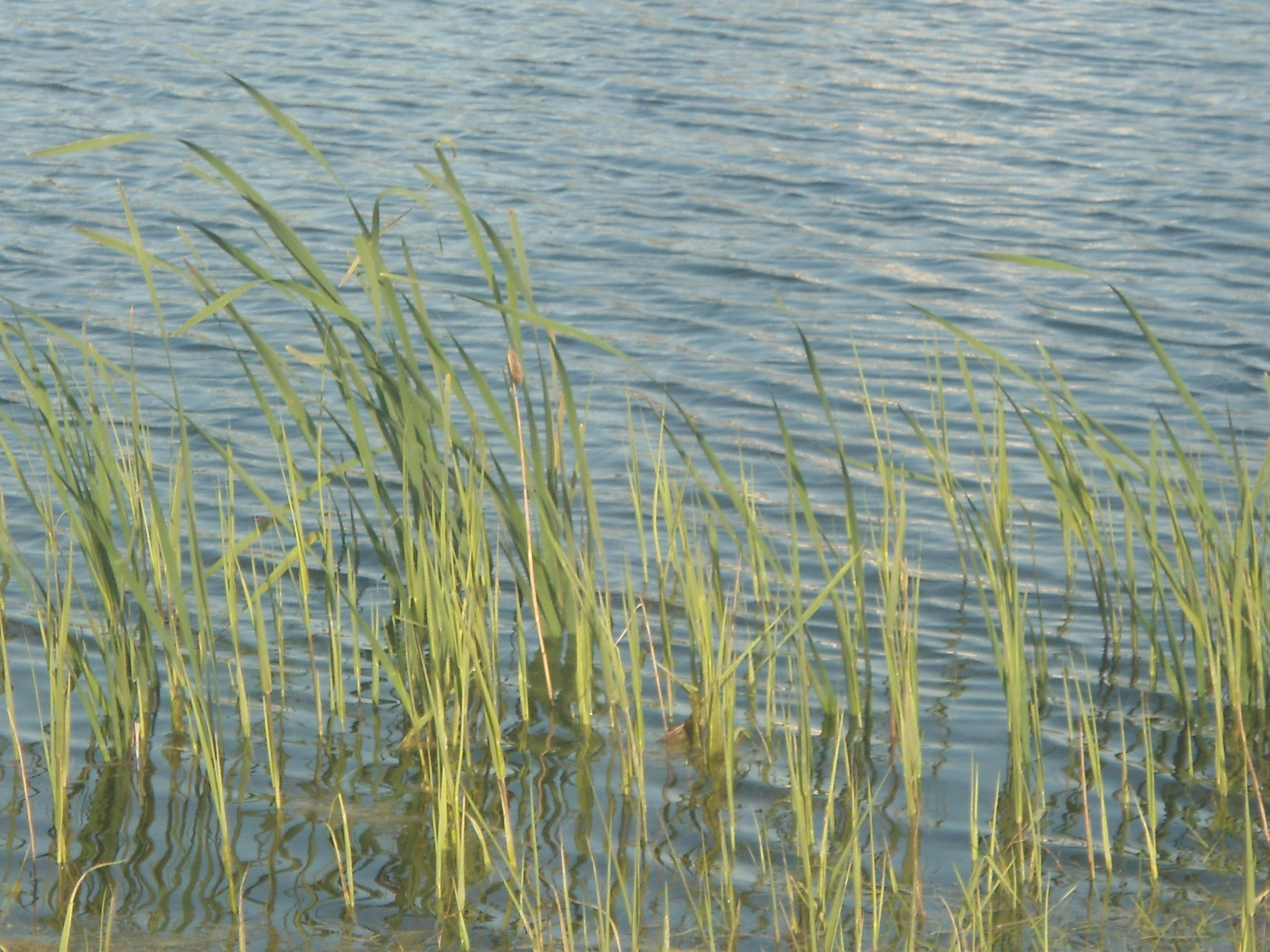 DSC09932.JPG