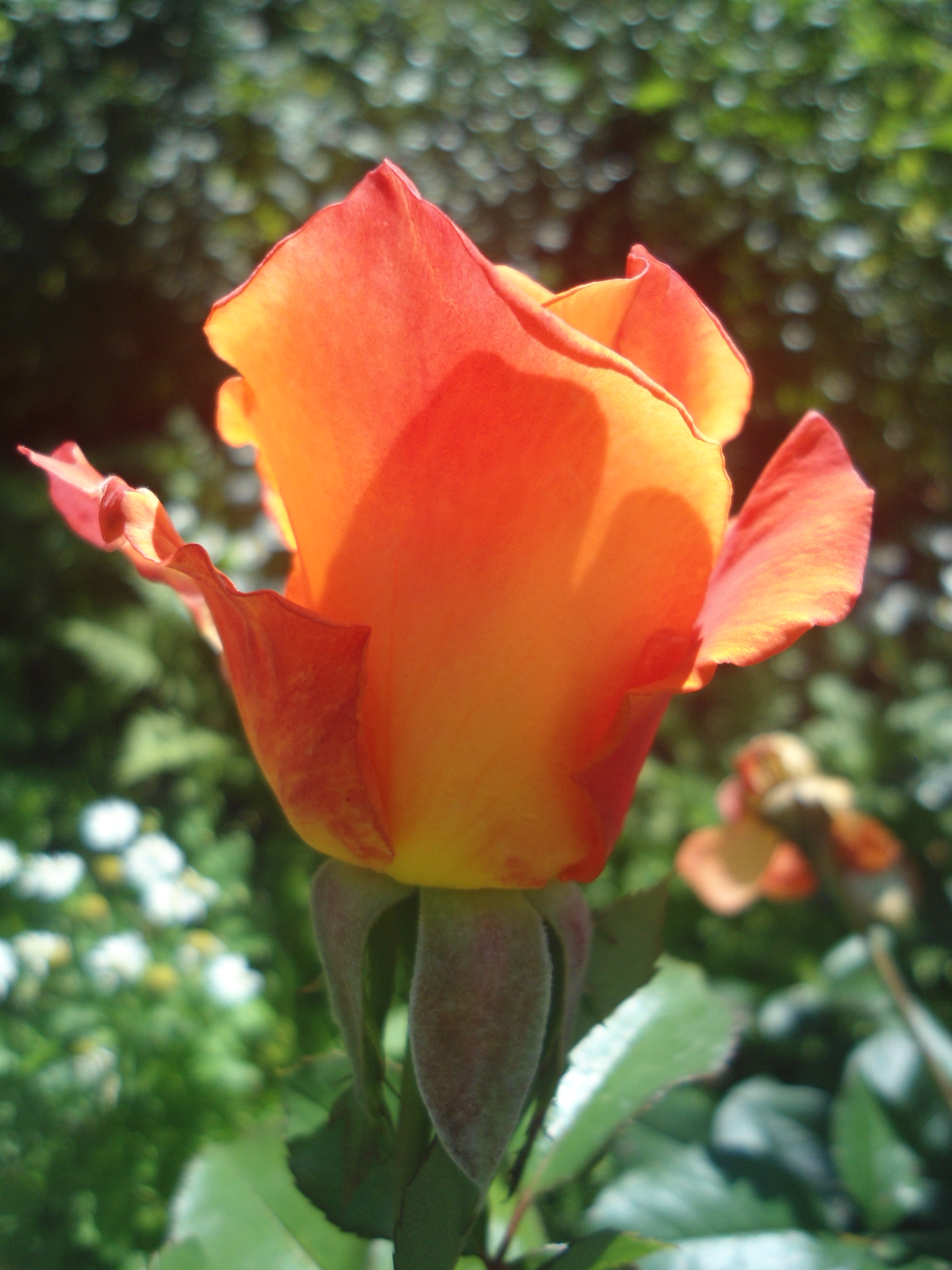 DSC09964.JPG