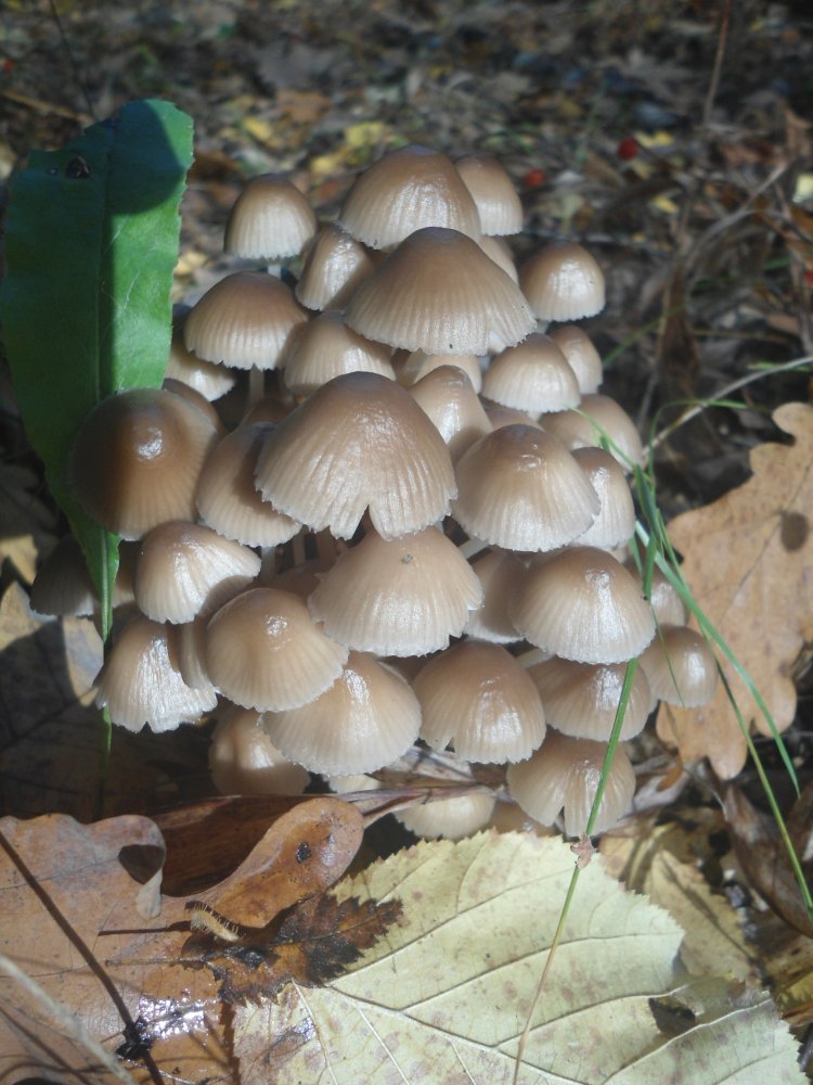 DSC09988.JPG