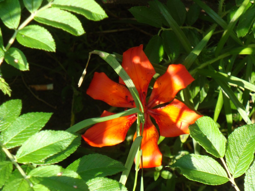 DSC09991.JPG