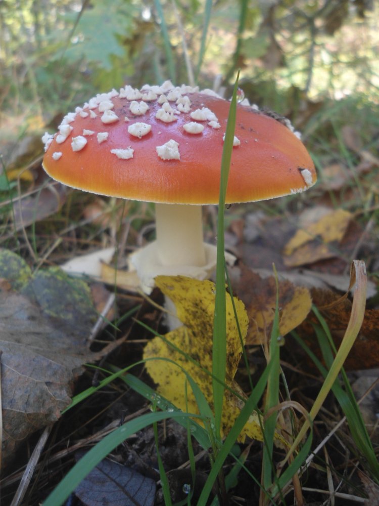 DSC09995.JPG