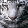 White Tiger