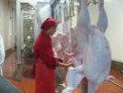 Рядом с Золино планируется появление агрокомплекса по производству мяса индейки Рядом с Золино планируется появление агрокомплекса по производству мяса индейки